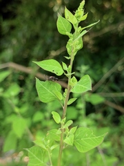 Chenopodium acuminatum
