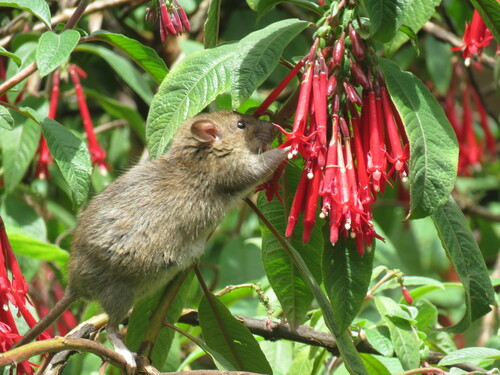 Brown Rat photographed in Colombia