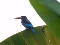 Halcyon cyanoventris