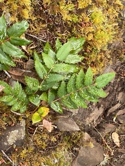 Berberis nervosa