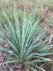 Yucca