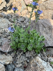 Veronica wormskjoldii