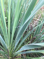 Yucca