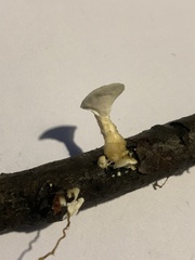 Loweomyces fractipes