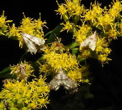Petrophila fulicalis