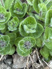 Veronica wormskjoldii