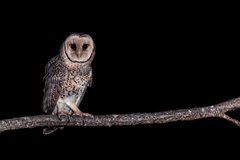 Tyto novaehollandiae