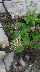 Heuchera