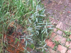 Asclepias curassavica