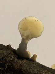 Loweomyces fractipes