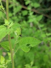 Chenopodium acuminatum