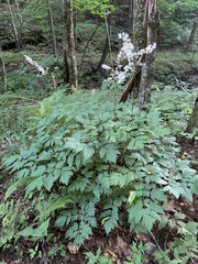 Actaea podocarpa