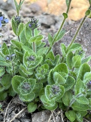 Veronica wormskjoldii