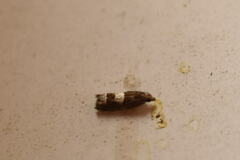 Eucosma parmatana