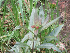 Asclepias curassavica