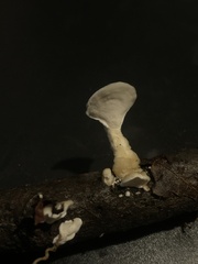 Loweomyces fractipes