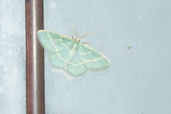 Chlorochlamys chloroleucaria