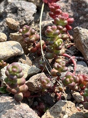 Sedum divergens