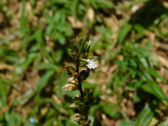 Pseudelephantopus spicatus