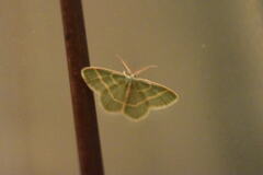 Chlorochlamys chloroleucaria