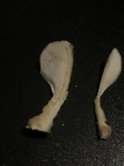 Loweomyces fractipes