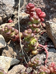 Sedum divergens