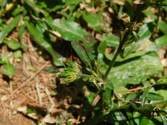 Pseudelephantopus spicatus