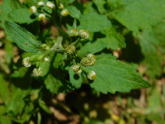 Dichrocephala integrifolia