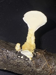 Loweomyces fractipes