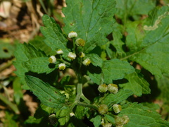 Dichrocephala integrifolia