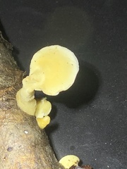 Loweomyces fractipes