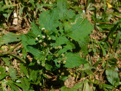 Dichrocephala integrifolia