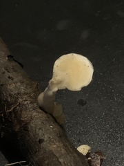 Loweomyces fractipes