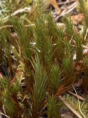 Polytrichum