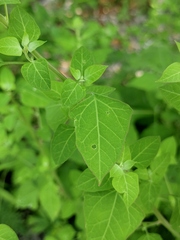 Chenopodium acuminatum