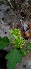 Passiflora suberosa