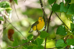 Protonotaria citrea