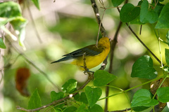 Protonotaria citrea