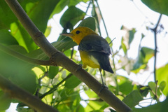 Protonotaria citrea