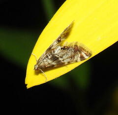 Petrophila fulicalis
