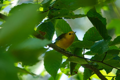 Protonotaria citrea