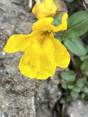 Erythranthe caespitosa