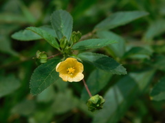 Sida rhombifolia