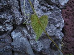 Antigonon leptopus