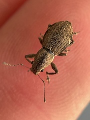 Pantomorus cervinus