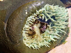 Anthopleura xanthogrammica