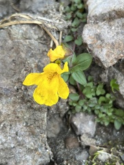 Erythranthe caespitosa