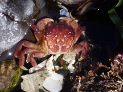 Hemigrapsus nudus