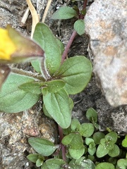 Erythranthe caespitosa