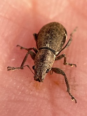 Pantomorus cervinus